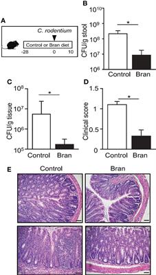 Dietary phytate primes epithelial antibacterial immunity in the intestine